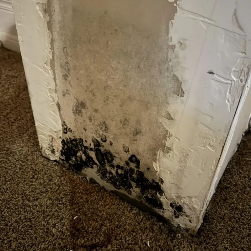 Professional Mold Removal in Wise County, TX